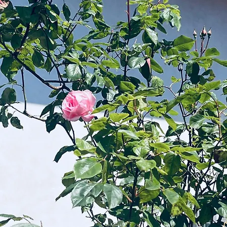 Complex Levoasi * 斯特雷萨