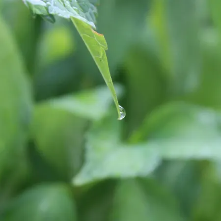 Complex Levoasi Apartment *