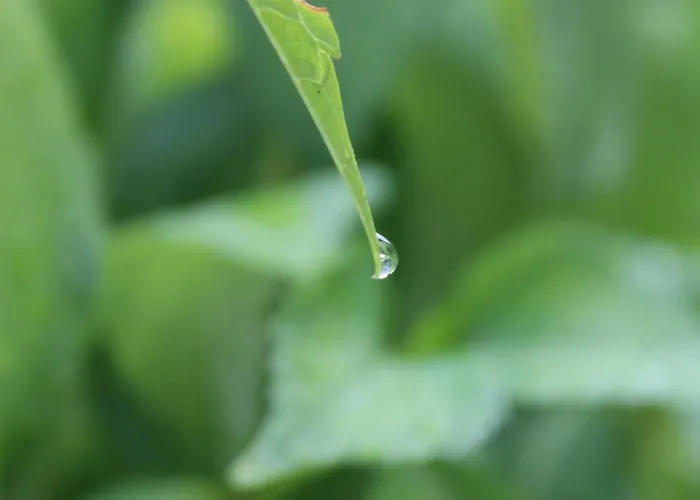 Complex Levoasi דירה *