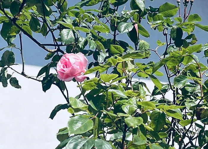 Complex Levoasi * Stresa